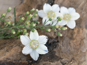 White flower bead